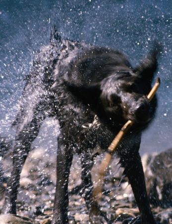 Charity Dog Wash Raises $800